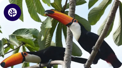 Legado Verdes do Cerrado